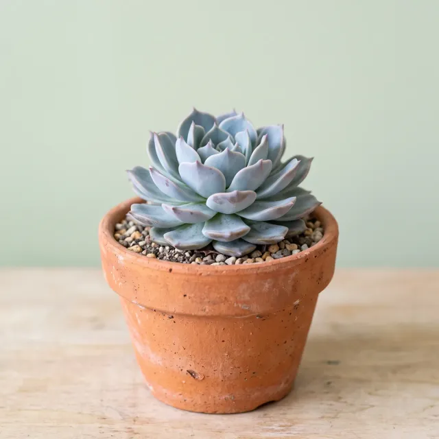 Echeveria en maceta de greda